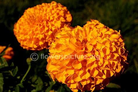 Marigold varieties