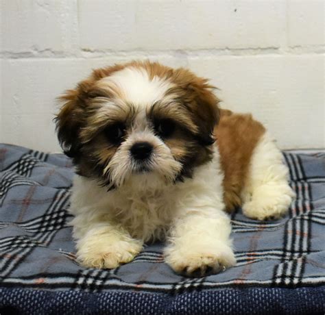 Chien Shih Tzu Chiot