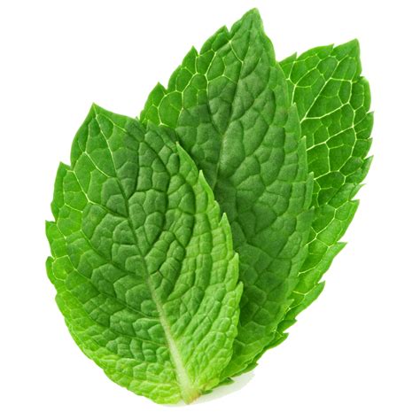 mint hd transparent hq png  freepngimg