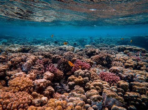 Aprende Técnicas De Buceo En El Hierro Centro De Buceo El Bajón El