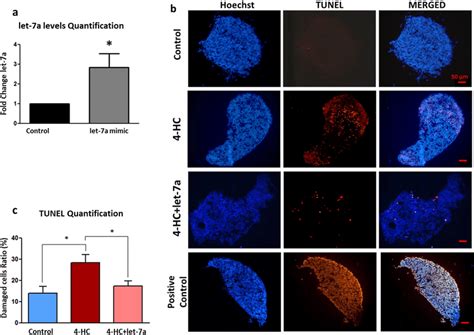 A Increased Expression Of Let A In Pnd Ovaries After Transfection