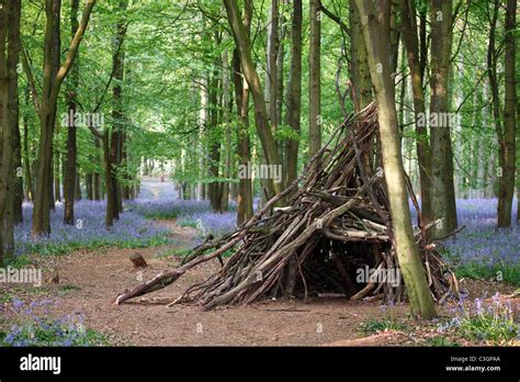 Shelter Made Of Tree Branches In Bluebell Forest Uk Stock Photo