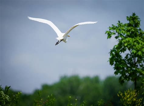 Graceful Egret Soaring Over Lush GreeneryFree Stock Photo