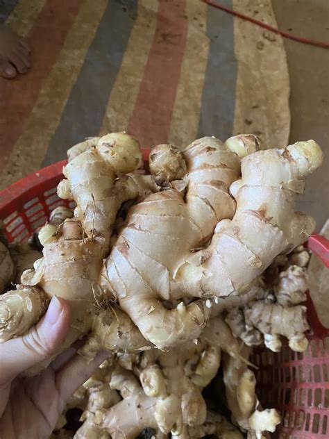 High Quality Vietnamese Fresh Ginger Gingembre Frais Cheap Price