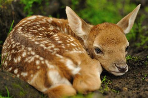 Cute Fallow Deer Fawn. Close-up Baby Animal. Adorable Newborn Fawn ...