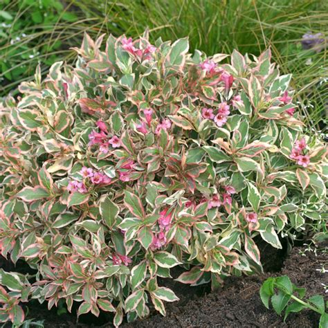 Weigela Florida ‘verweig My Monet® Weigela 2 Gallon The Growing Scene