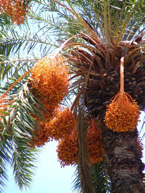 Polynesian Produce Stand 10 Silver Date Palm Seedlings Phoenix