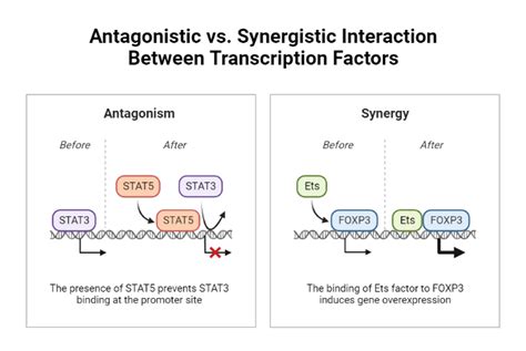 Antagonistic Vs Synergistic Interaction Between Transcription Factors