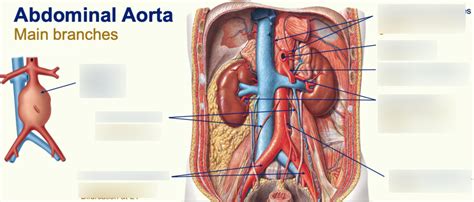 Abdominal aorta Diagram | Quizlet