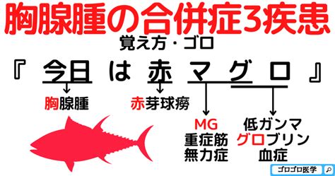 胸腺腫の合併症の赤芽球癆と重症筋無力症の覚え方・ゴロ【cbt国試対策】 ゴロゴロ医学