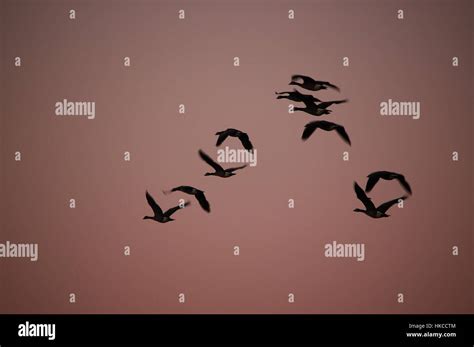 birds flying in formation Stock Photo - Alamy