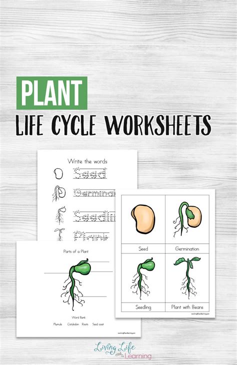 Plant Life Cycle Worksheets Life Cycle Of A Plant Worksheets