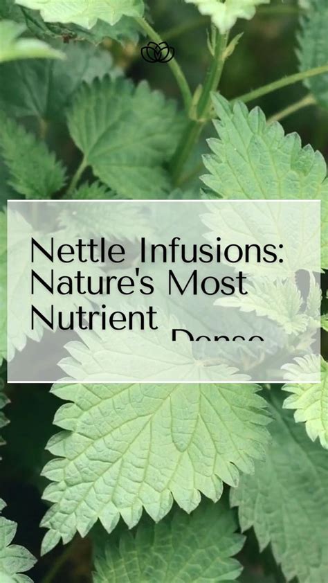 Nettle Infusions Nature S Multivitamin Herbs Nettle Benefits