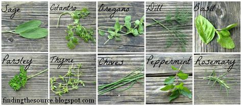 10 Herbs (And 30+ Recipes to Use Them In) – Richly Rooted