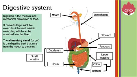 Igcse Edexcel Biology 9 1 Digestion Teaching Resources