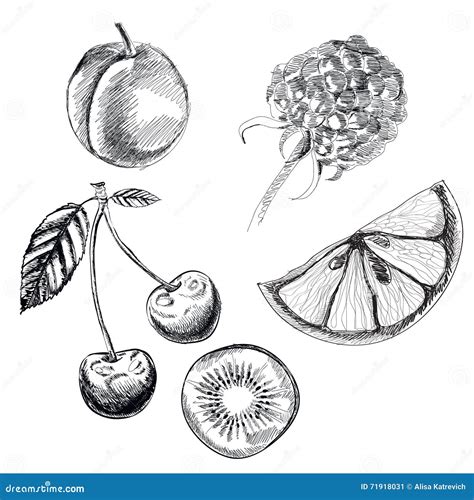 Collection Of Highly Detailed Hand Drawn Fruits Set Vector Stock