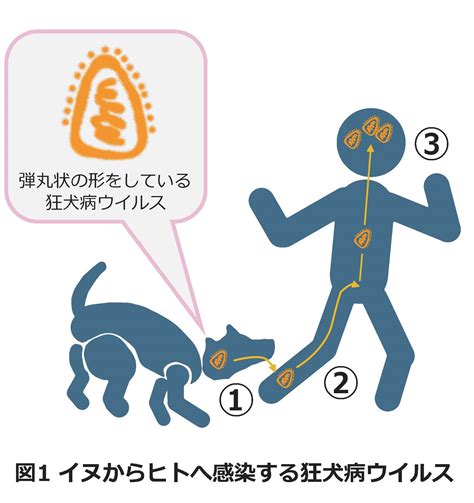 Q犬の狂犬病ワクチンってホンマに必要なん？ A必要かつ飼い主の義務です！｜大阪健康安全基盤研究所