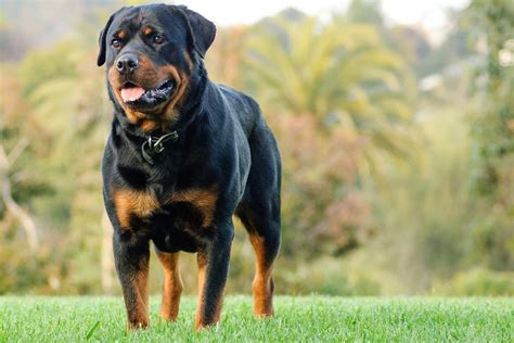 Best Rottweiler Names: Over 500 Ideas For A Rottie | My Pet's Name