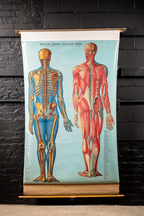 c. 1960s Skeleton and Back Muscle Anatomy Chart – Industrial Artifacts