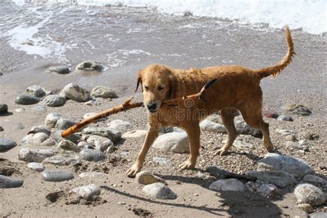 Dog Playing With A Stick Stock Image Image Of Summer 46581919