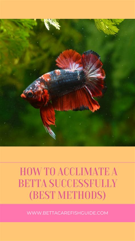 How To Acclimate Transfer A Betta Successfully Best Methods