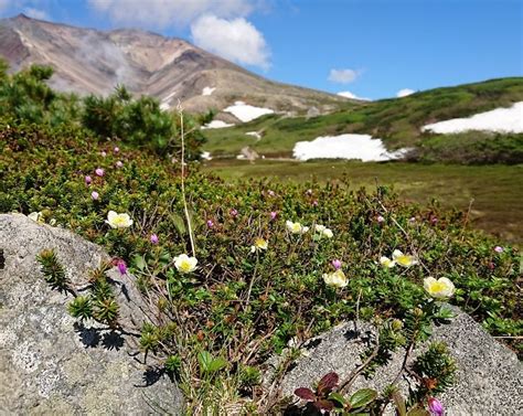 大雪山旭岳の花情報 Daisetsuzan Asahidake Ropeway