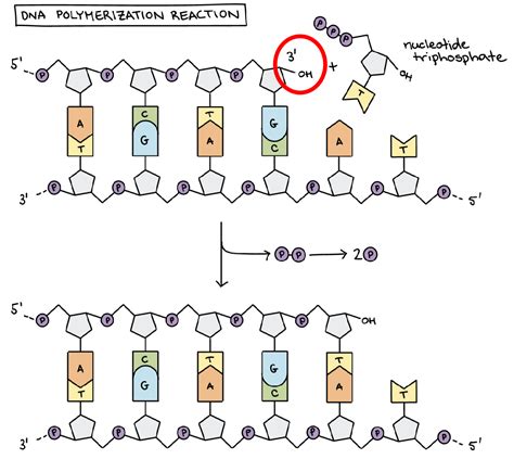 DNA Replication - learn with Serlo!