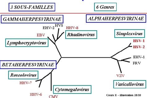 Arbre phylogénétique des Herpesviridae