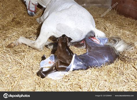 Horses Giving Birth