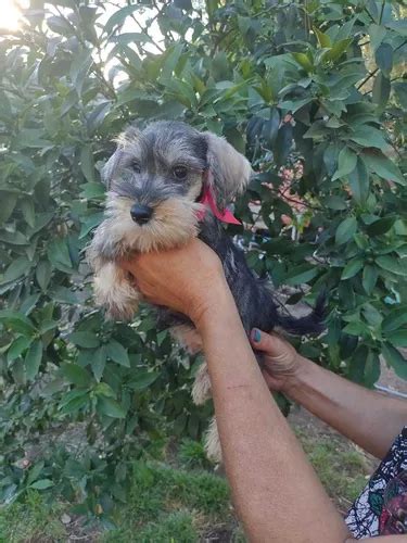 Schnauzer Mini Sal Y Pimienta Hembras Envíos Pedigree En Venta En