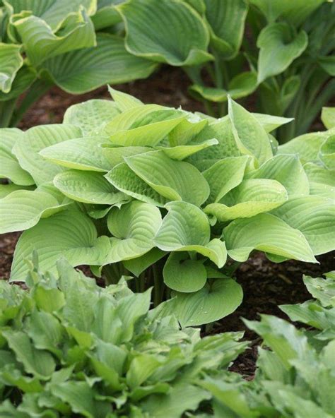 Hosta August Moon | Verschoor Horticulture