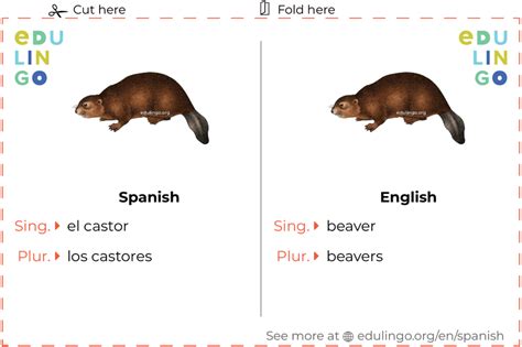 Beaver in Spanish • Writing and pronunciation (with pictures)