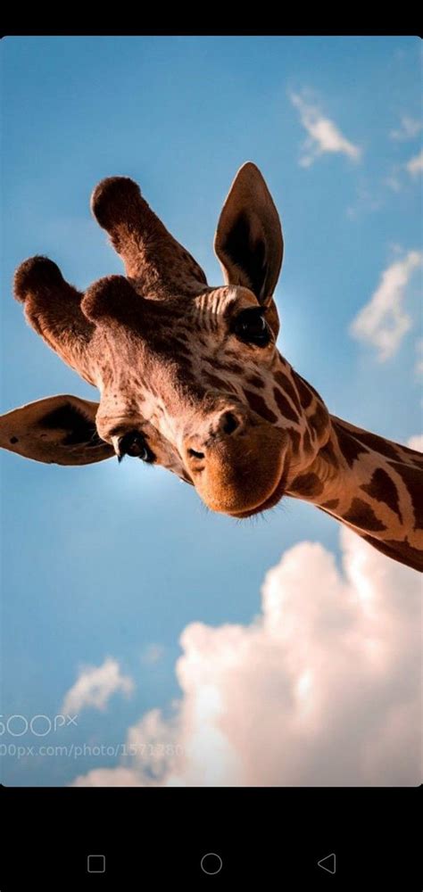 Pin De Esraa Sedeek Em Background Girafas Girafa Animais Fofos