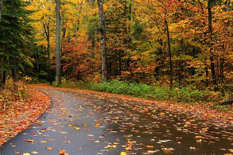 Light Autumn Rain Photograph by Rachel Cohen - Pixels