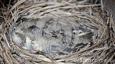 Small Baby Sparrow Birds In Nest Macro Detail Stock Footage - Video of ...