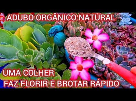 ADUBO que faz FLORIR e BROTAR RÁPIDO suculentas cactos plantas YouTube