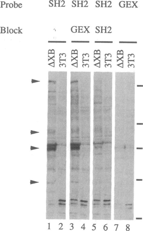 Abl Sh Peptide Specifically Binds To Proteins In Abltransformed Cells