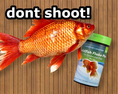 Dont Shoot A Fish In A Barrel By Tobias Collier For Trijam The