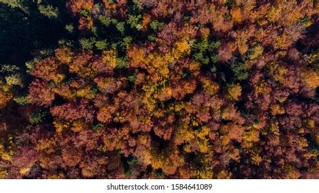 Aerial View Colorful Autumn Forest Stock Photo 2219055241 | Shutterstock