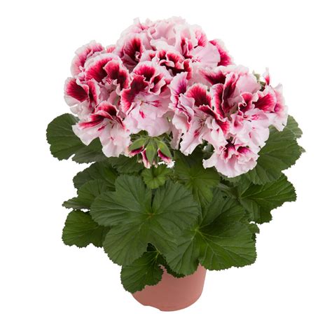 Pelargonium Elegance Tony℗ - Beekenkamp Plants