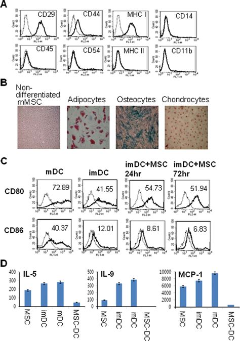 The Immunophenotype And Differentiation Potential Of Mscs And