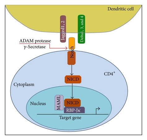 Notch Signaling Pathway