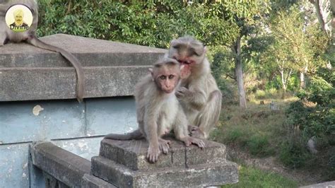 Funny Monkey Scenes | Monkeys funny, Scenes, Funny