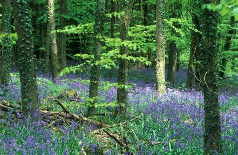 The Ancient Hunting Forest Of Wentwood Is Home To Stunning Bluebell Displays Wentwood Is In