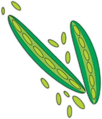 Green Peas clip art