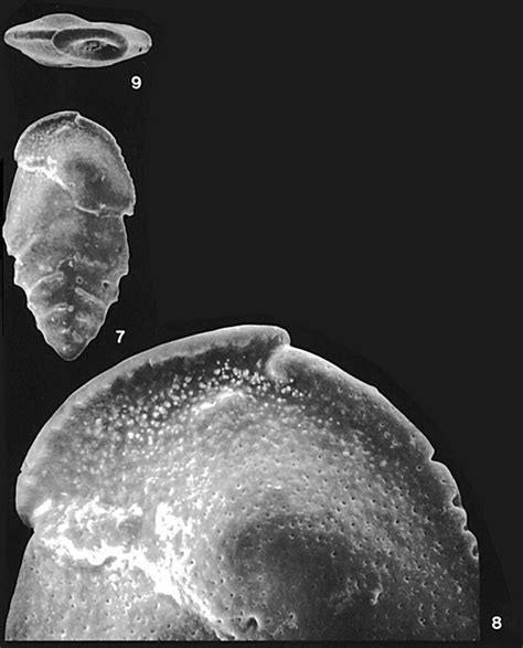 Cheilochanus Fimbriatus Sahul Shelf And Timor Sea None Recent Holocene