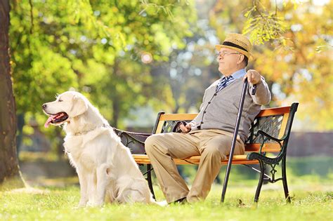 Come Si Comporta Un Cane Anziano I Consigli Per Una Vecchiaia Serena