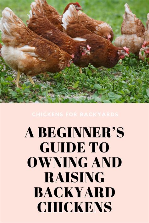 A Beginners Guide To Owning And Raising Backyard Chickens Chickens