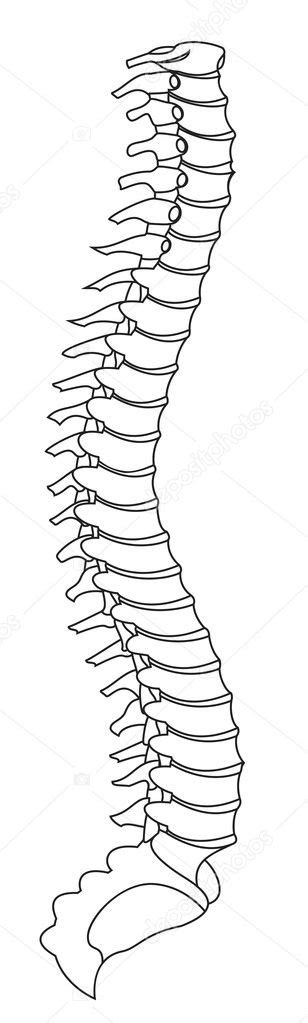 Columna Vertebral Para Colorear Dibujo De Columna Vertebral Pintado