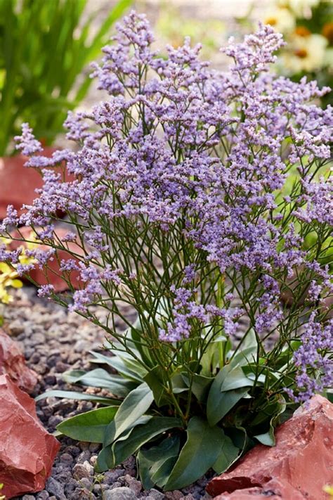 Buy Dazzle Rocks Statice Limonium Free Shipping Wilson Bros